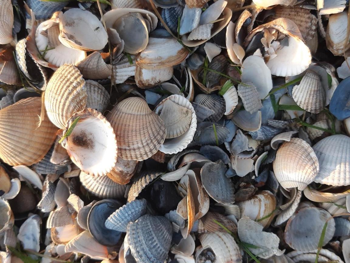 Willa Waddenfestijn Paesens Zewnętrze zdjęcie